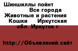 Шиншиллы пойнт ns1133,ny1133. - Все города Животные и растения » Кошки   . Иркутская обл.,Иркутск г.